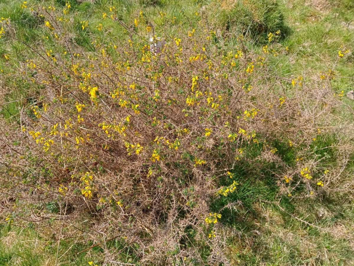 A wider shot of the endangered plant Petty Whin